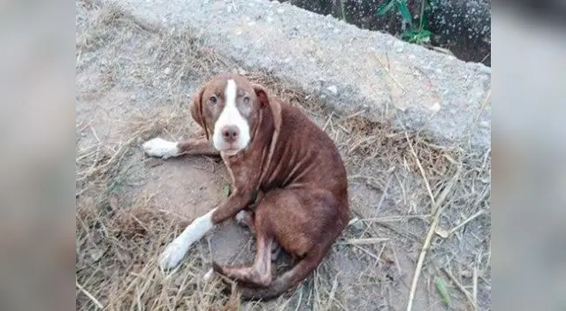 Perrito callejero protegió anciano que estuvo desaparecido