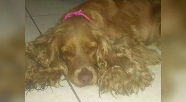 Denuncian a veterinario por lucrar con mascotas Denuncian a veterinario por lucrar con mascotas