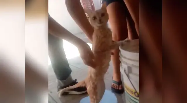 Gatito que disfruta bañarse causa furor en redes sociales Gatito que disfruta bañarse causa furor en redes sociales