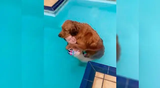 El can de raza Golden retriever ha causado sensación en redes sociales El can de raza Golden retriever ha causado sensación en redes sociales