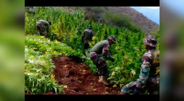 Decomisaron plantones de marihuana en el Vraem Decomisaron plantones de marihuana en el Vraem