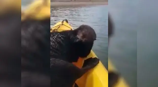 la mujer quedó sorprendida cuando en su camino apareció una nutria y se subió a su bote la mujer quedó sorprendida cuando en su camino apareció una nutria y se subió a su bote