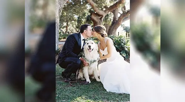 La pareja mencionó que era un perro muy bien entrenado La pareja mencionó que era un perro muy bien entrenado