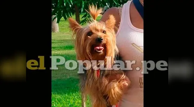 Asaltan casa y se llevan hasta el perrito Asaltan casa y se llevan hasta el perrito