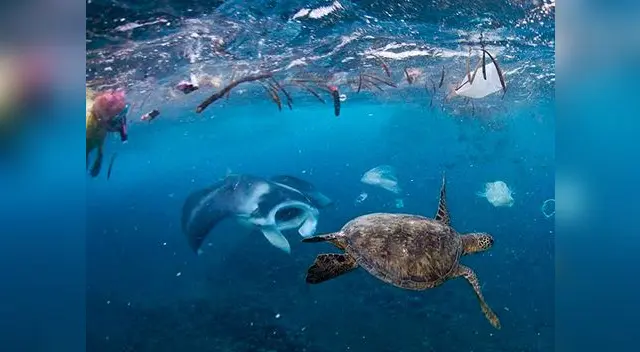 Miles de especies son afectadas por el plástico Miles de especies son afectadas por el plástico