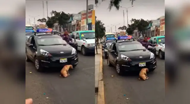 Atropellan a perrito en la ciudad de Trujillo Atropellan a perrito en la ciudad de Trujillo