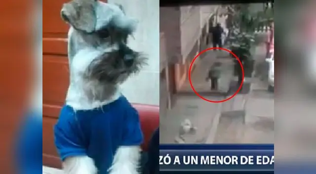 Roban mascota con la ayuda de menor. Roban mascota con la ayuda de menor.