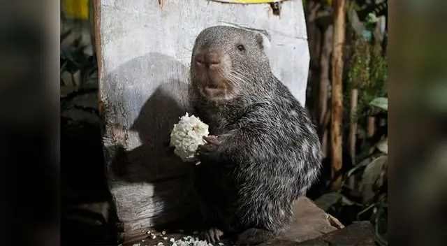 El tierno roedor es el más visitado.