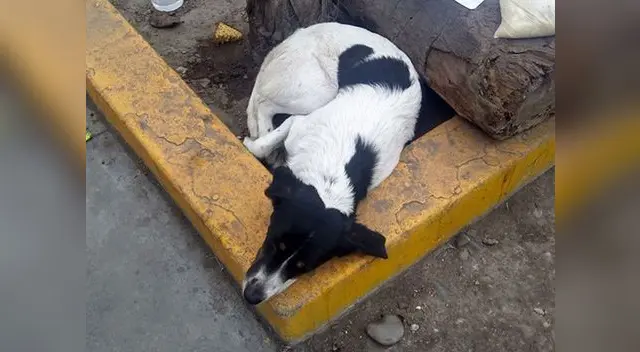 Piden ayuda para perrito callejero. 