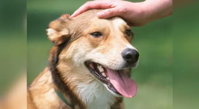Valerosa acción por parte del perro Valerosa acción por parte del perro