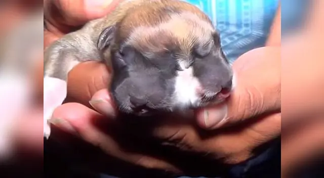 Perro de dos cabezas alarma a la población Perro de dos cabezas alarma a la población