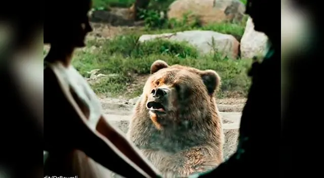 Un oso es testigo en una boda