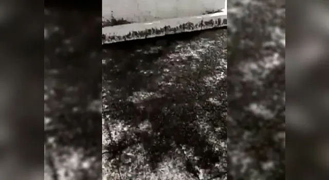 Fieles continuaron con la celebración Fieles continuaron con la celebración