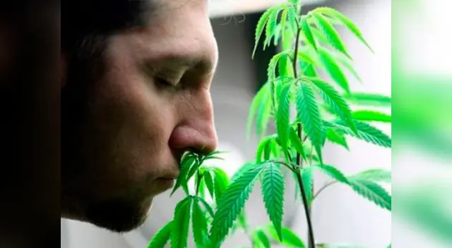 Ofrecen trabajo para catar marihuana Ofrecen trabajo para catar marihuana