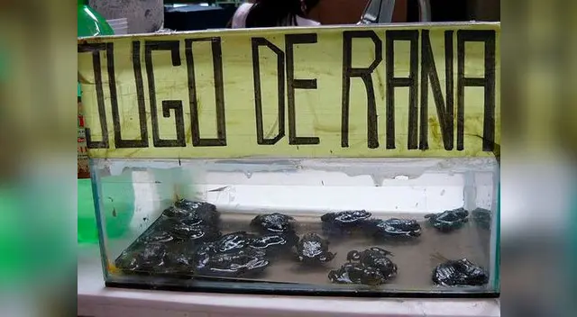 El consumo de extracto de rana causaría extinción de estos anfibios. 