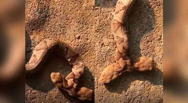 Serpiente de dos cabezas es hallada en Estados Unidos Serpiente de dos cabezas es hallada en Estados Unidos