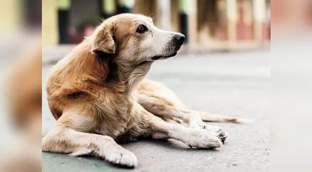 Sujeto es captado violando a perrita callejera Sujeto es captado violando a perrita callejera