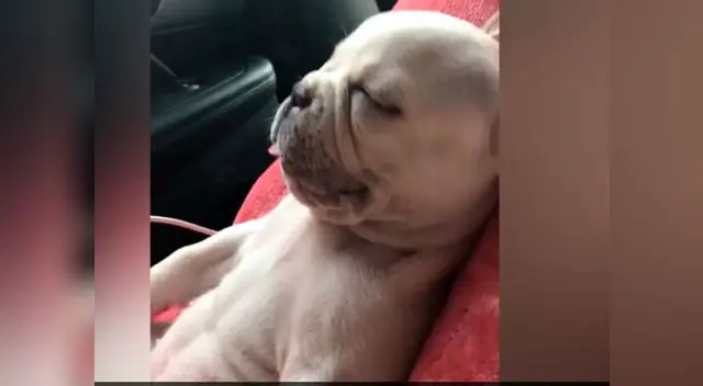 Perrita viaja a su estilo Perrita viaja a su estilo