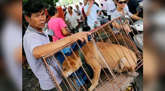 Perros y gatos transmitirían rabia a los humanos a través de su consumo Perros y gatos transmitirían rabia a los humanos a través de su consumo