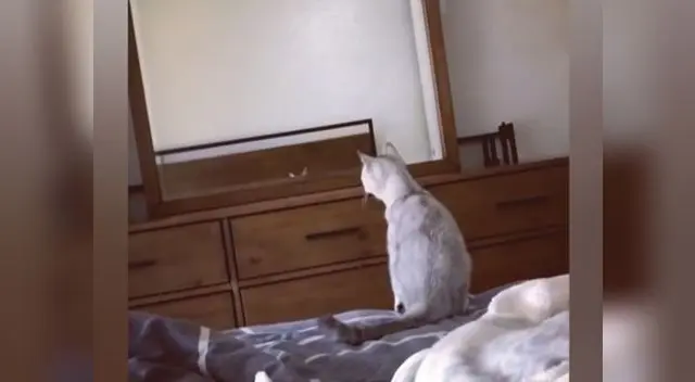 Video viral en YouTube muestra la reacción del felino al descubrir su identidad Video viral en YouTube muestra la reacción del felino al descubrir su identidad