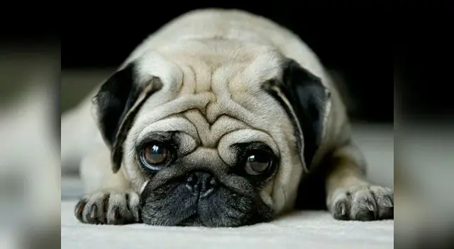 Perritos sufren cuando dueños los ignoran por estar mirando el celular Perritos sufren cuando dueños los ignoran por estar mirando el celular