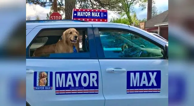 El perrito tendrá 5 años de gobierno