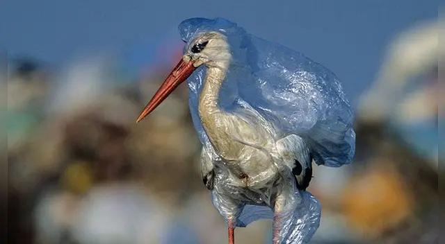 Miles de animales marinos mueren al año debido al plástico