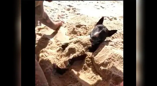 Perrito se divirtió de lo más lindo