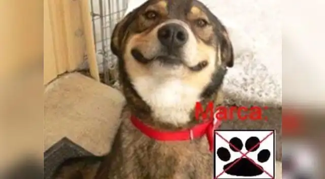 ¿Firuláis a la alcaldía de Lima? Curiosa imagen viene generando tiernos comentarios en Facebook ¿Firuláis a la alcaldía de Lima? Curiosa imagen viene generando tiernos comentarios en Facebook