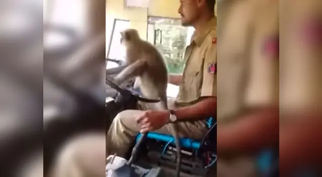 Video viral en YouTube muestra cómo el mono toma el volante mientras pasajero graba todo el inusual momento