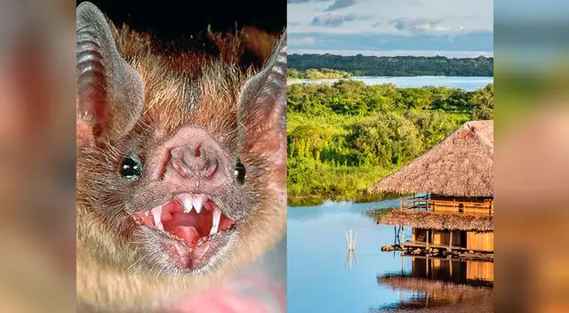 Incidentes en la selva peruana a horas de las elecciones