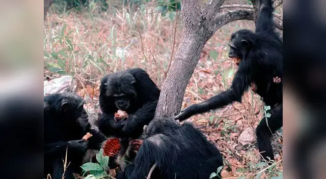 Investigación determina que los chimpancés comparten su comida con primates cercanos