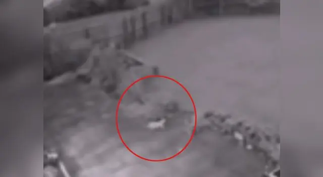 Gato fantasma genera confusión en redes sociales