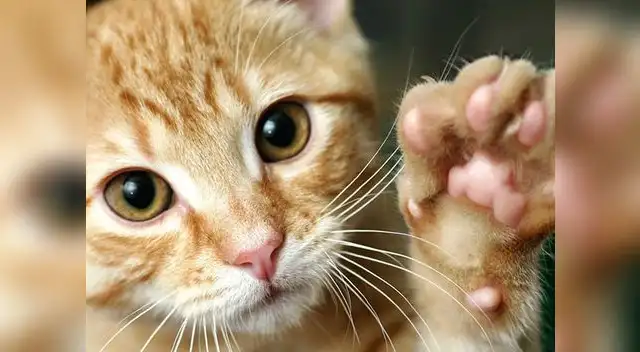 Gato se vuelve viral en redes Gato se vuelve viral en redes