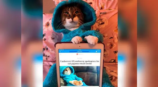 La original disculpa de Estados Unidos por enviar una foto de un gatito La original disculpa de Estados Unidos por enviar una foto de un gatito