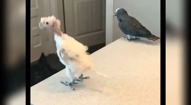 El ave ha divertido a miles en YouTube