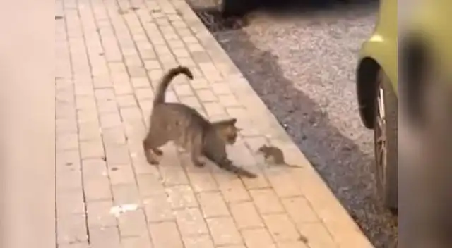 Pelea entre un ratón y un gato ha causado asombro en los seguidores