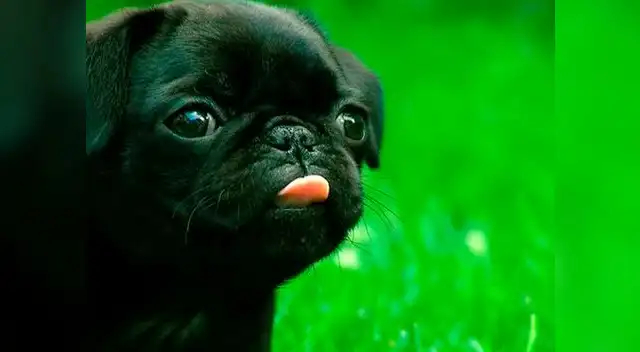 Hombre se llevó sorpresa al descubrir que su perrito era un animal de otra especie Hombre se llevó sorpresa al descubrir que su perrito era un animal de otra especie