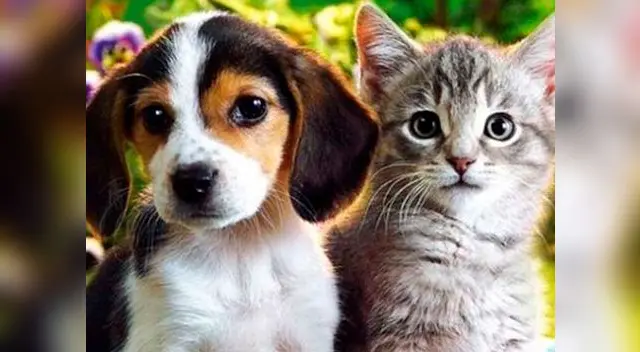 Lucha de mascotas Lucha de mascotas