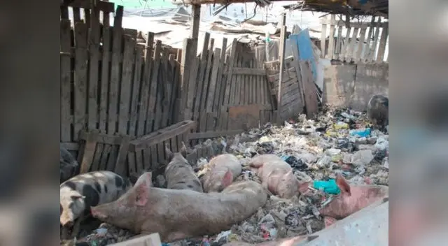 Cierran chancherías en San Martín de Porres