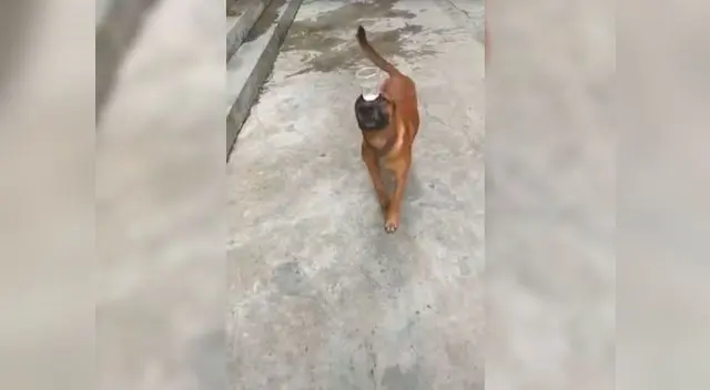 Video viral en Facebook muestra la destreza del perro gracias al adiestramiento de su amo Video viral en Facebook muestra la destreza del perro gracias al adiestramiento de su amo