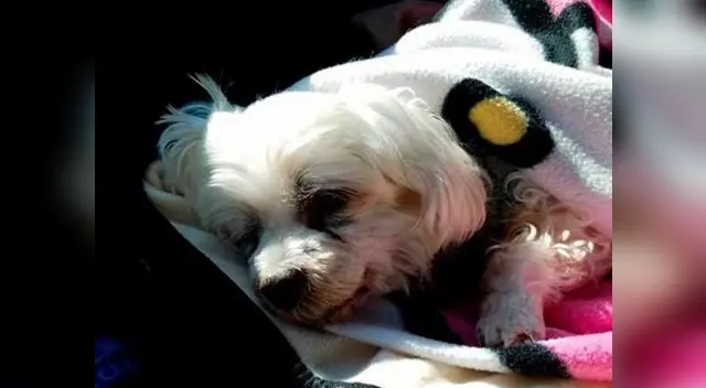 La triste historia de Julie La triste historia de Julie