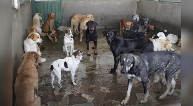 Perro callejero víctima de cruel broma Perro callejero víctima de cruel broma