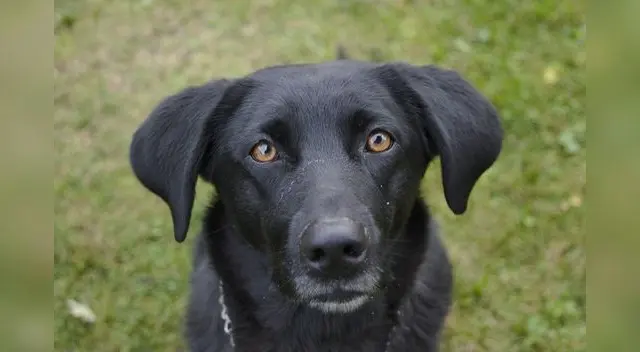 Un nuevo caso de maltrato animal Un nuevo caso de maltrato animal