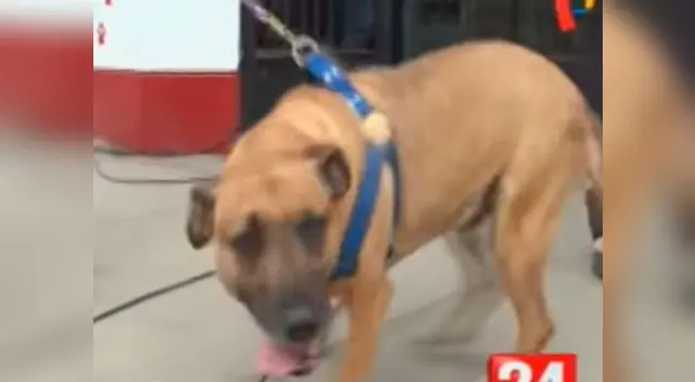 La Fiscalía denunció a la anciana Yrene Pfoccori Quispe que golpeó salvajemente a su perro en su casa de Lurín La Fiscalía denunció a la anciana Yrene Pfoccori Quispe que golpeó salvajemente a su perro en su casa de Lurín