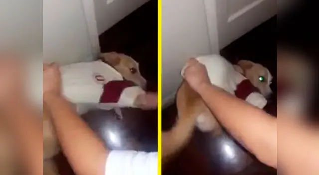 El perrito se llama Iker y su comportamiento al tener la camiseta puesta ha generado diversas reacciones en los hinchas del fútbol 