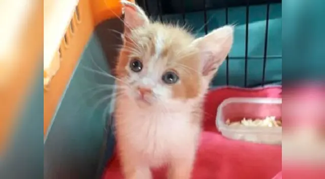 Gatita es cruelmente torturada