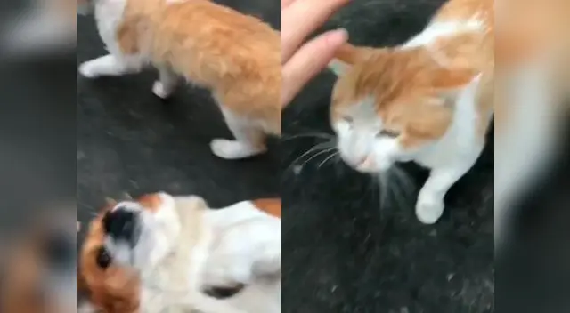 Perrito no soporta ver a su dueña acariciar a otra mascota Perrito no soporta ver a su dueña acariciar a otra mascota