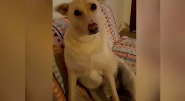 Perro genera asombro tras reaccionar ante preguntas Perro genera asombro tras reaccionar ante preguntas