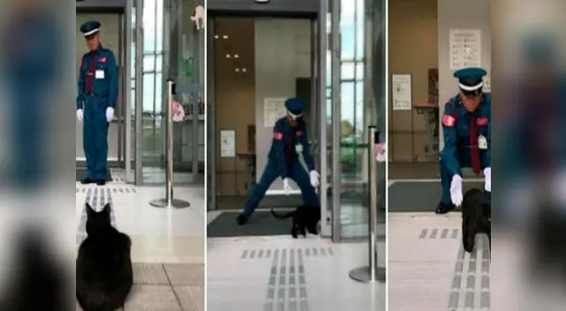 Gatos se vuelven viral en Twitter Gatos se vuelven viral en Twitter